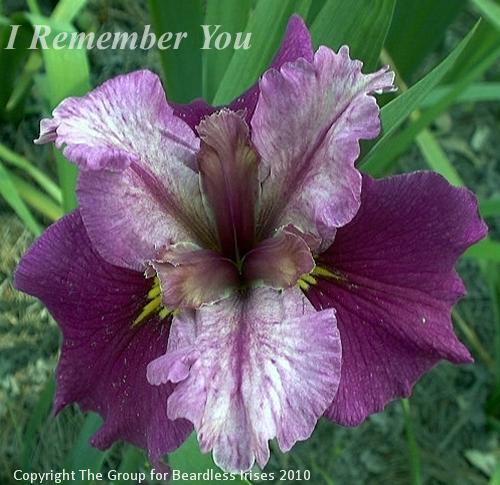 I Remember You (Wolford 04)